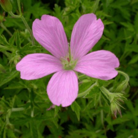 Geranium endressii