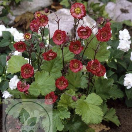 Geum rivale 'Flames of Passion'