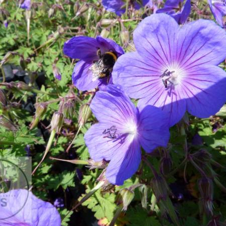 Geranium himalayense 'Gravetye'