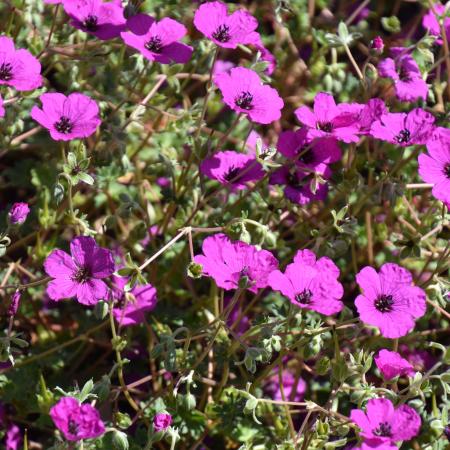 Geranium cinereum 'Guiseppii'