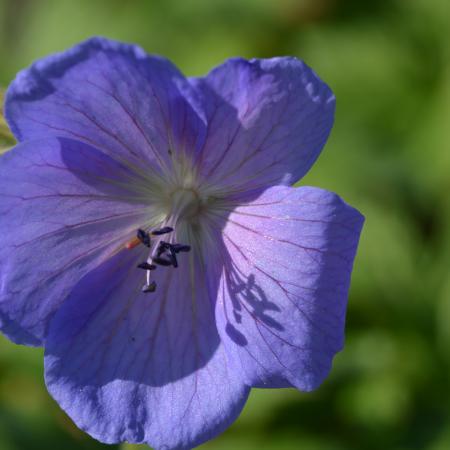 Geranium himalayense