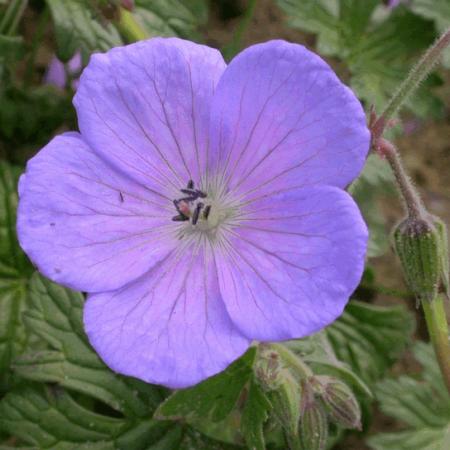 Geranium himalayense 'Irish Blue'