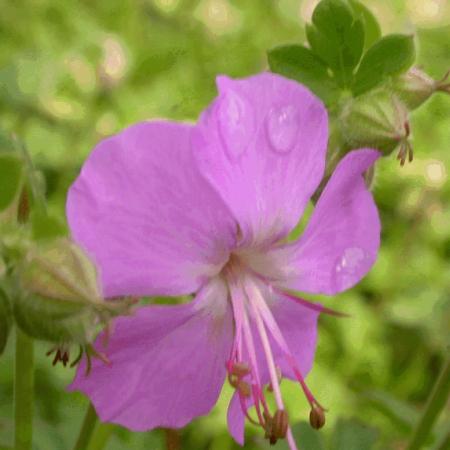 Geranium cantabrigiense 'Karmina'