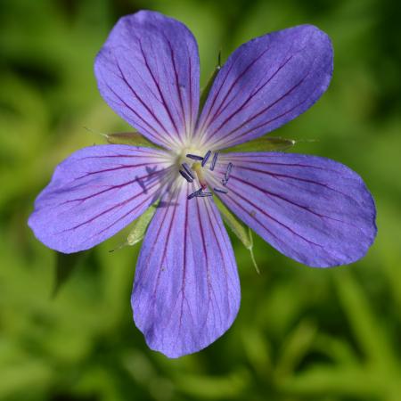 Geranium clarkei 'Kashmir Blue'