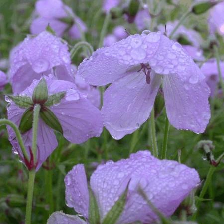 Geranium clarkei 'Kashmir Pink'