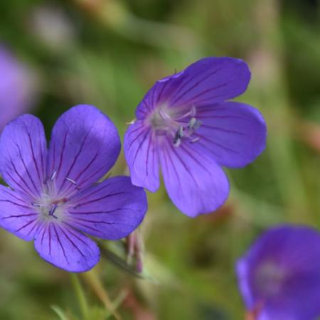 Geranium clarkei 'Kashmir Purple'