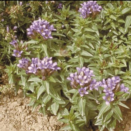 Gentiana septemfida var. lagodechiana