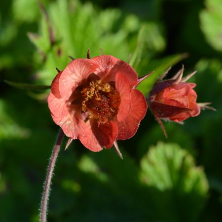 Geum rivale 'Leonard'