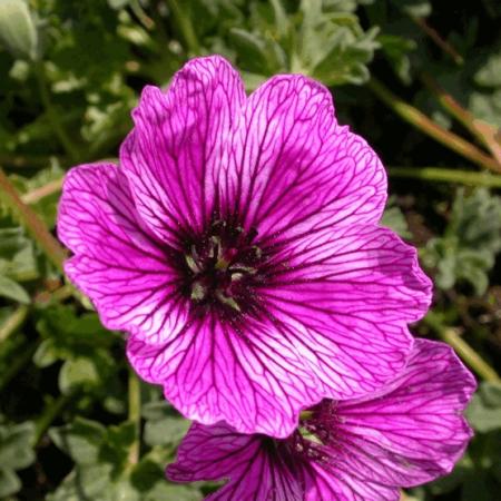 Geranium cinereum 'Laurence Flatman'