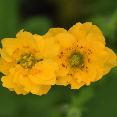 Geum chiloense 'Lady Stratheden'