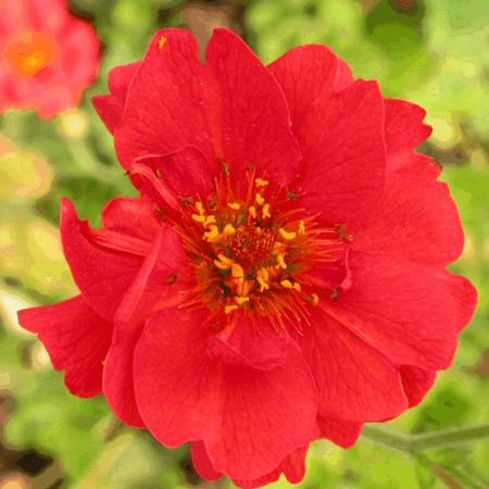 Geum chiloense 'Mrs Bradshaw'