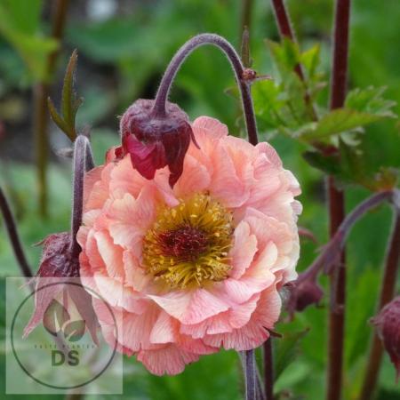 Geum 'Mai Tai' PBR