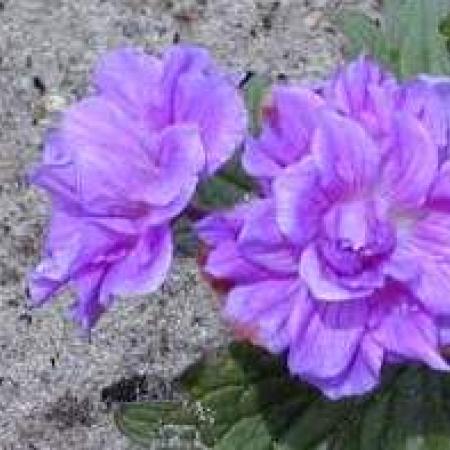 Geranium himalayense 'Plenum'