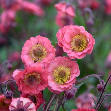 Geum 'Pink Petticoats'