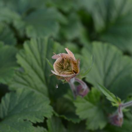 Geum rivale