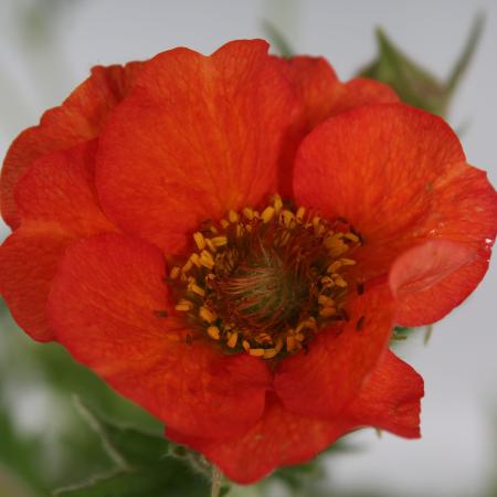 Geum 'Scarlet Tempest'