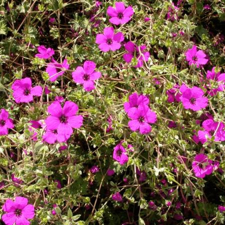 Geranium cinereum var. subcaulescens