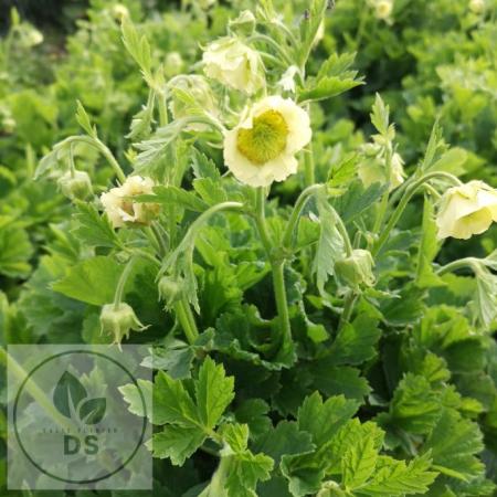 Geum 'Tales of Hex'