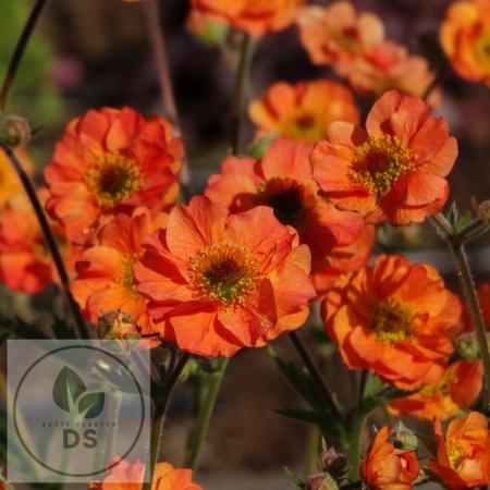 Geum 'Totally Tangerine'