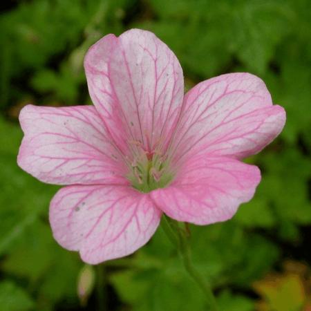 Geranium endressii 'Wargrave Pink'