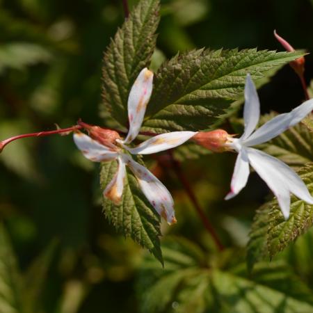 Gillenia trifoliata