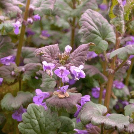 Glechoma hederacea