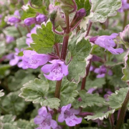 Glechoma hederacea 'Variegata'