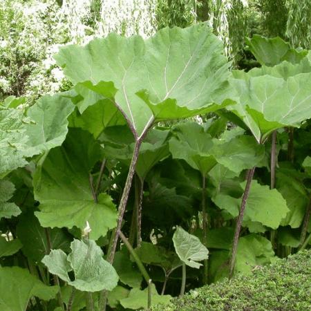 Gunnera manicata P9