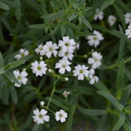 Gypsophila repens 'Alba'