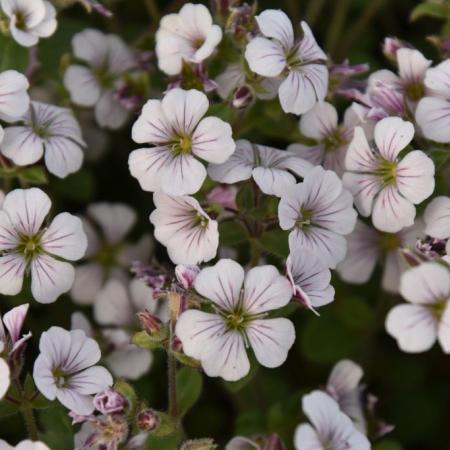 Gypsophila cerastoides