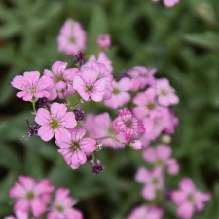 Gypsophila repens 'Rosea'