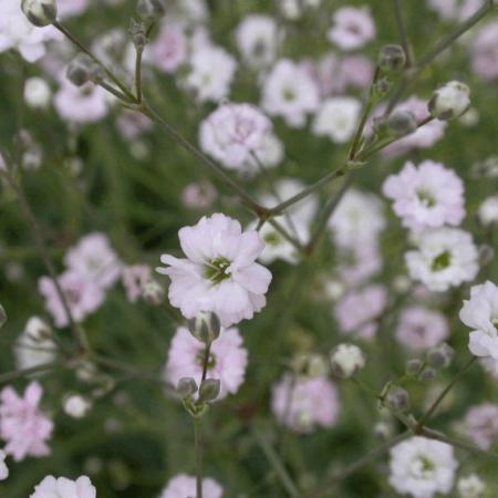 Gypsophila 'Rosenschleier'