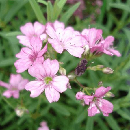 Gypsophila repens 'Rosa Schoenheit'