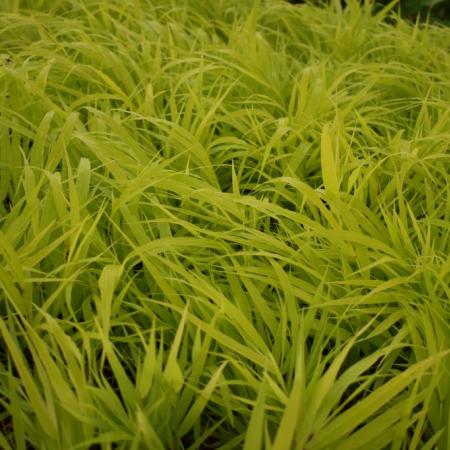 Hakonechloa macra 'All Gold'