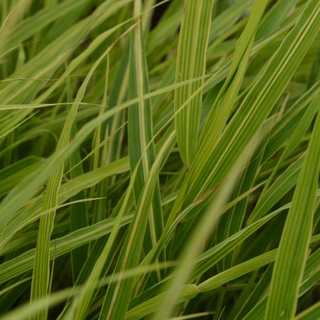 Hakonechloa macra 'Albostriata'