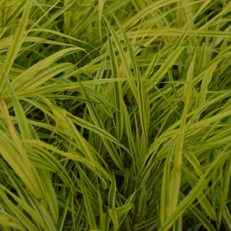 Hakonechloa macra 'Aureola'