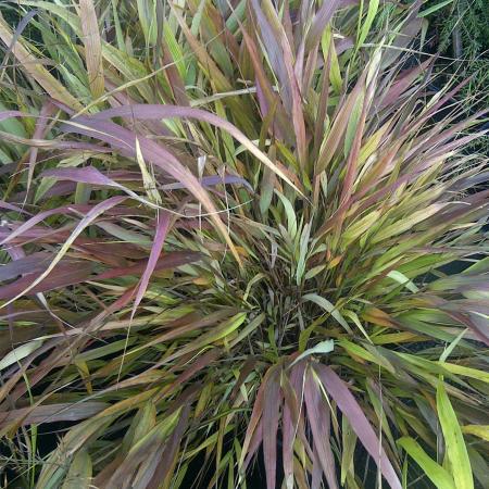 Hakonechloa macra 'Beni-kaze'