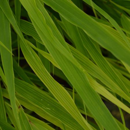 Hakonechloa macra 'Nicolas'