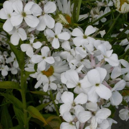 Hesperis matronalis 'Alba'