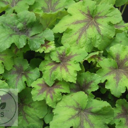 Heucherella 'Art Nouveau'