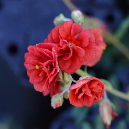 Helianthemum 'Amabile Plenum'