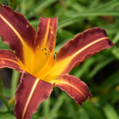 Hemerocallis 'Autumn Red'