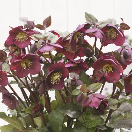 Helleborus nigercors 'Anna's Red'