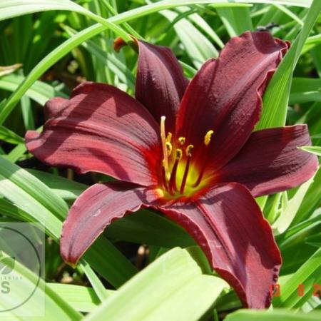 Hemerocallis 'American Revolution'