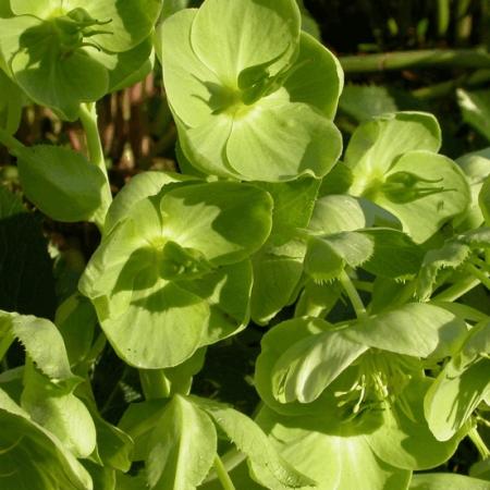 Helleborus argutifolius