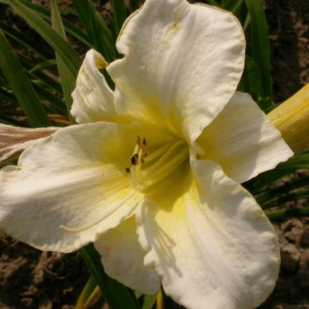 Hemerocallis 'Arctic Snow'