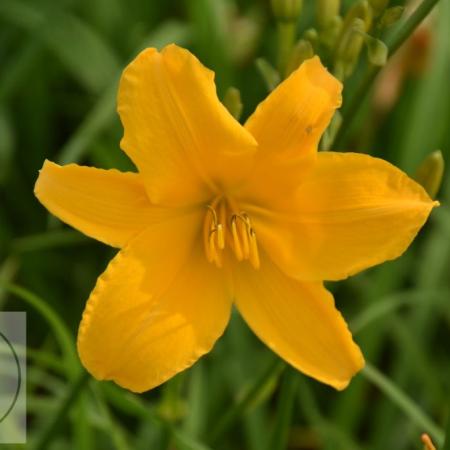 Hemerocallis 'Aten'