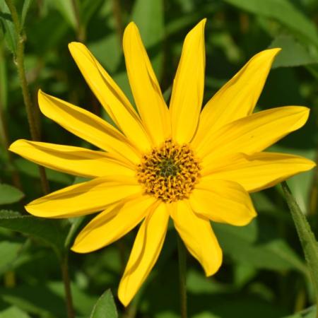 Helianthus atrorubens