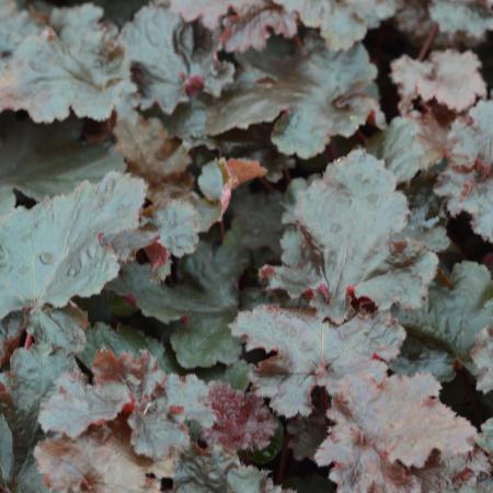 Heuchera 'Black Beauty'