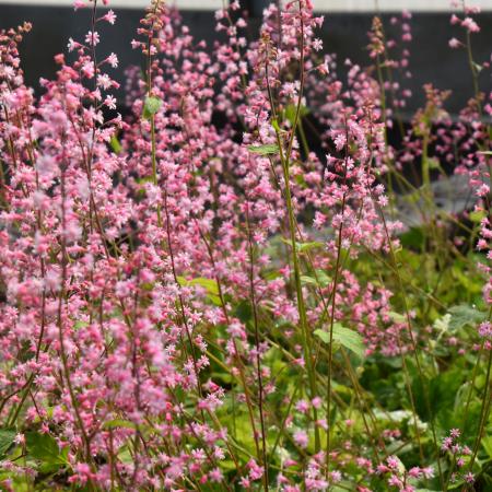 Heucherella alba 'Bridget Bloom'